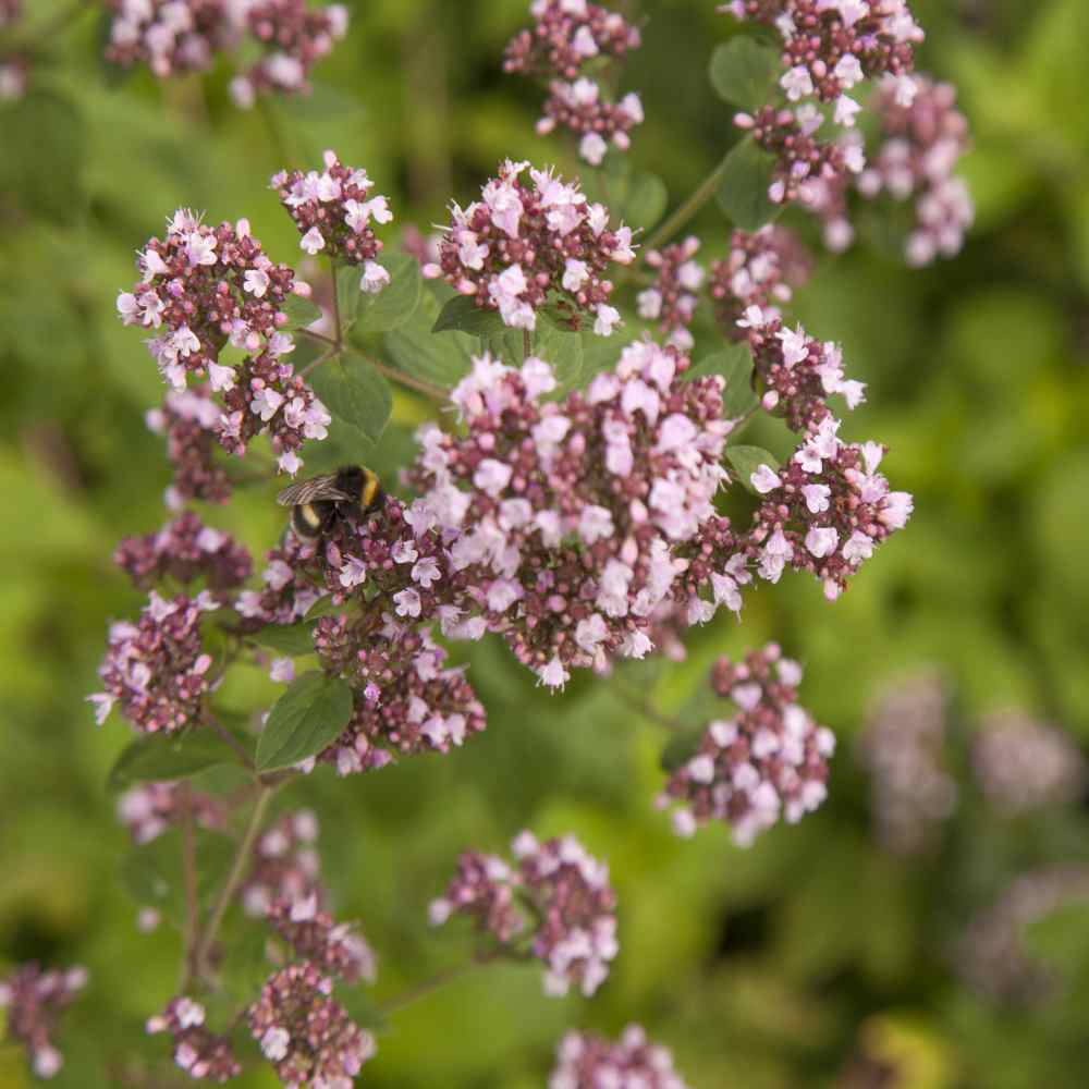 ANVIN GERMINATION SEEDS:100 Sweet Marjoram Origanum ana Purple Flower/Flower Seeds