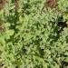 Sweet Marjoram Plants