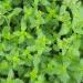 Sweet Marjoram Herb