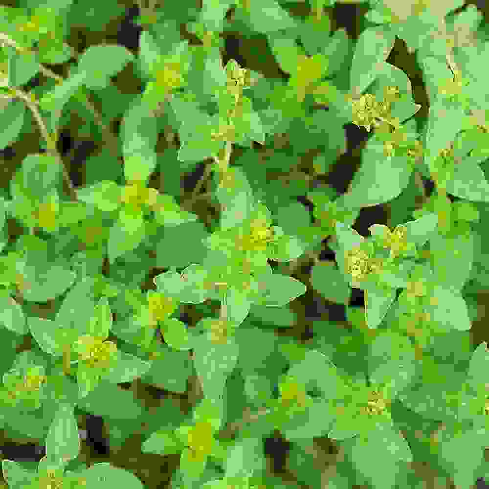 Sweet Marjoram Herb