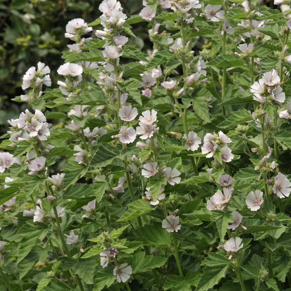 Marsh Mallow Seed Althaea Officinalis Herb Seeds