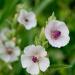 marsh mallow flowers