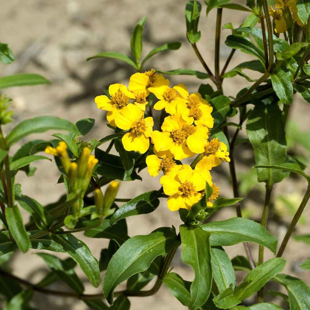 Mexican Mint Flowers