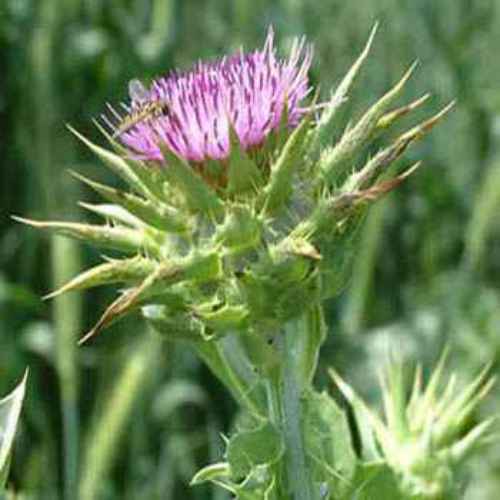 Milk Thistle