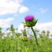 Milk Thistle Plant