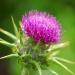 Milk Thistle Flower