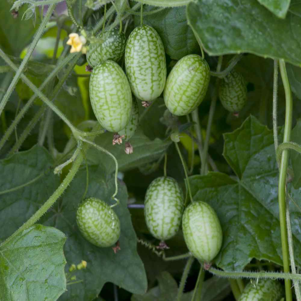 Mouse Melon Fruit On Vine