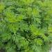 Mugwort