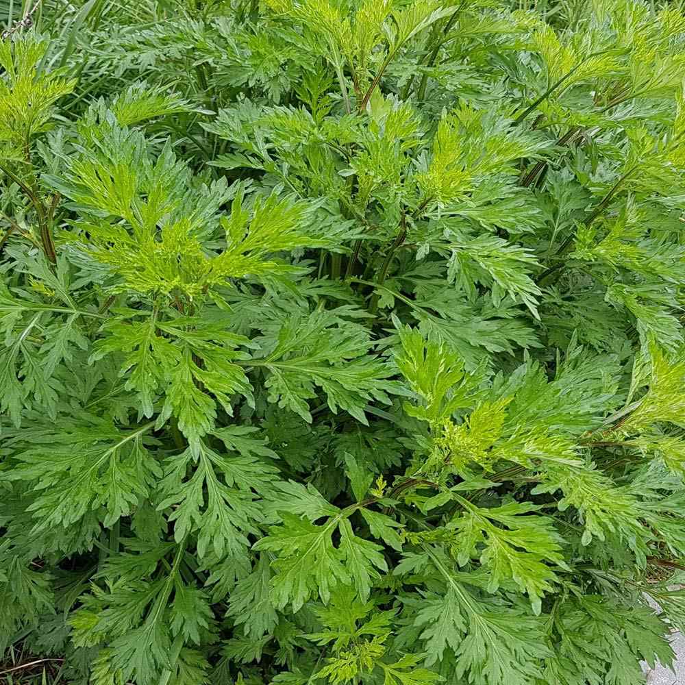 Vitamins Because Mugwort 900mg – 90 Capsules, Artemisia Vulgaris – Made In USA, Non-GMO, Gluten Free