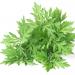 Mugwort Herb