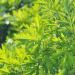 Mugwort Herb Plant