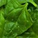 New Zealand Spinach Leaf