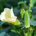 Okra Plants