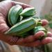 Okra Culinary Fruits