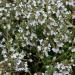 Thymus fragrantissimus Herb Seed