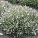 Orange Thyme Herb Seed