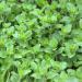 Oregano Plant Leaves