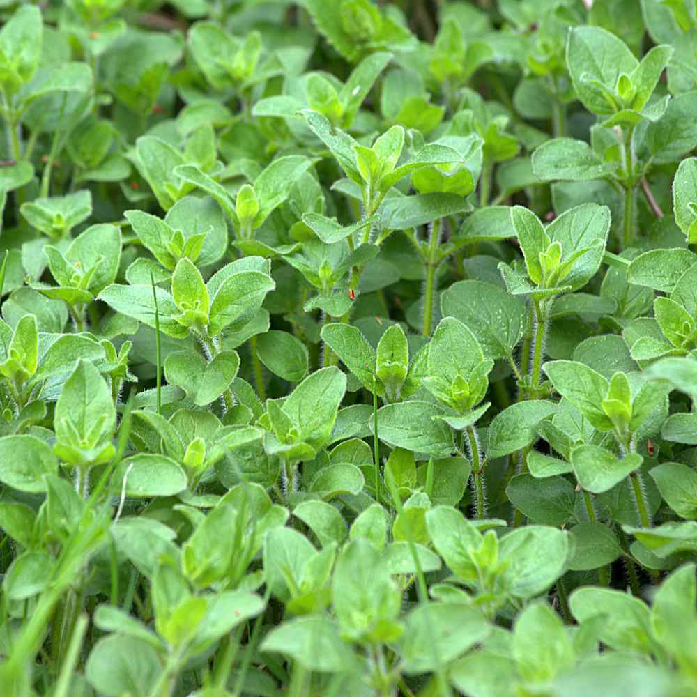 Origanum vulgare (origan)