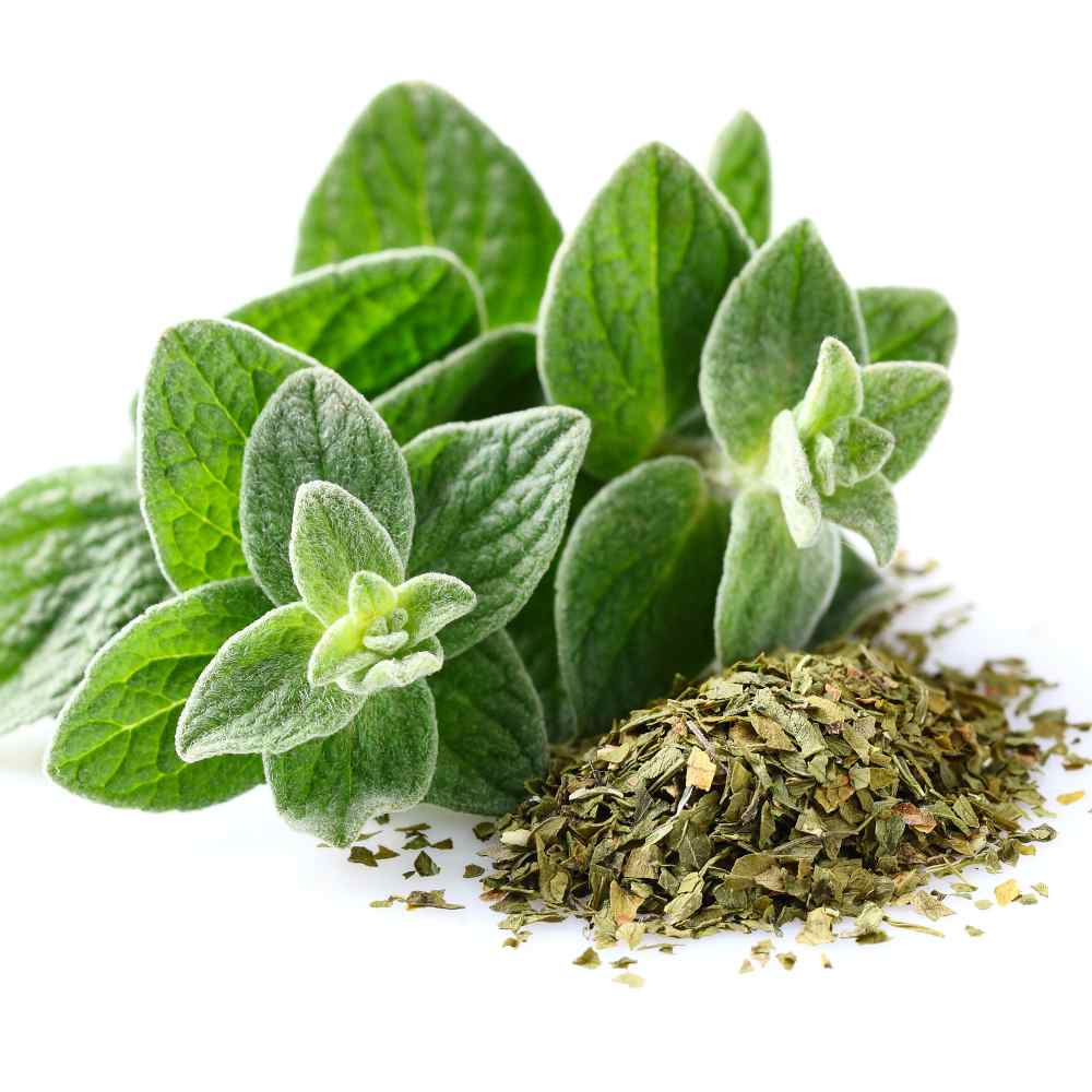 Oregano Seed Origanum Vulgare Herb Plant Seeds