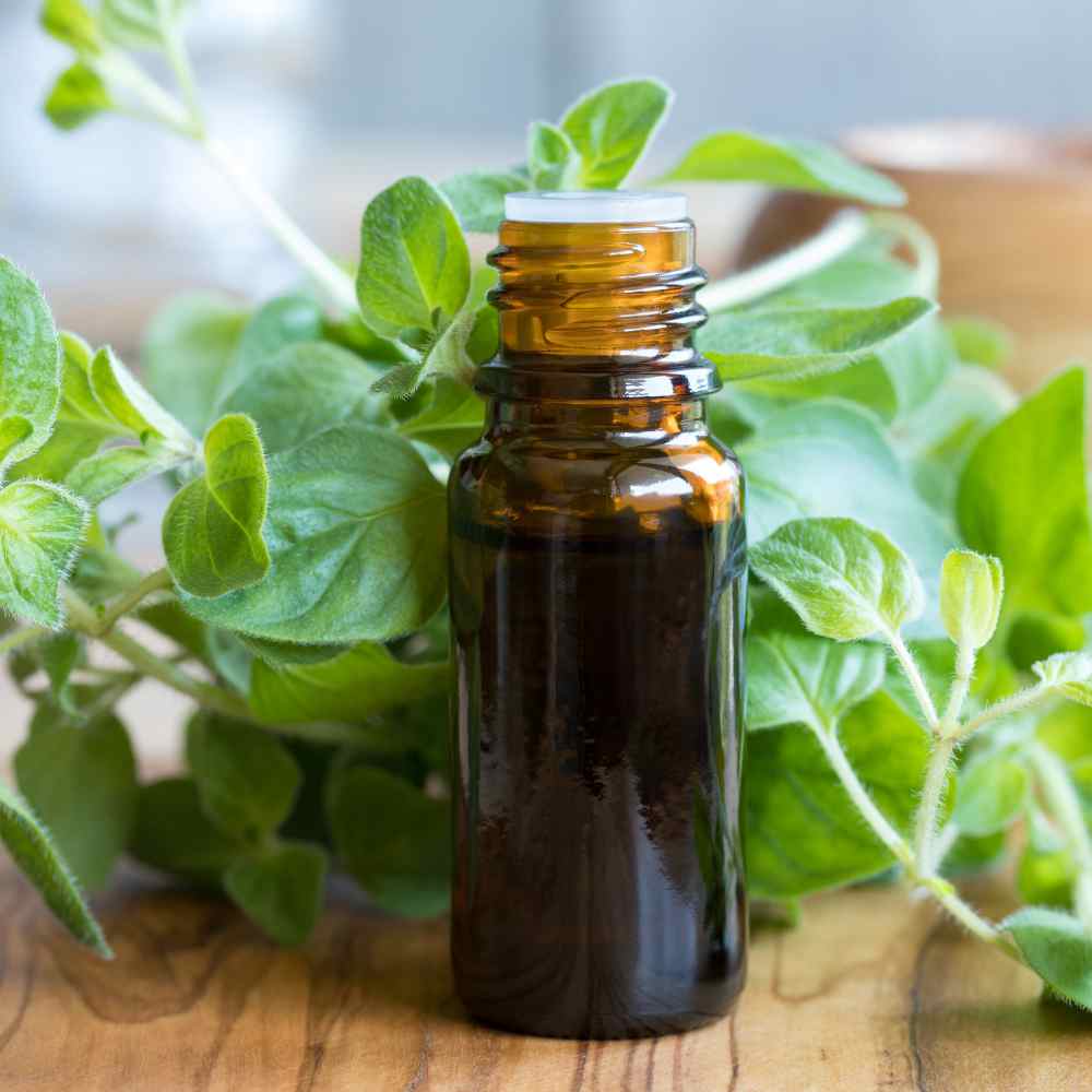 Oregano Seed Origanum Vulgare Herb Plant Seeds