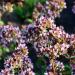 Oregano Flower Blooms