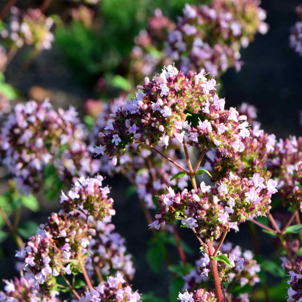 Oregano Seed Origanum Vulgare Herb Plant Seeds