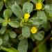 purslane flowers