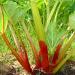 Rhubarb Victoria Vegetable Garden