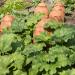 Rhubarb Victoria Plant Seed