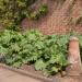 Rhubarb Victoria Plant