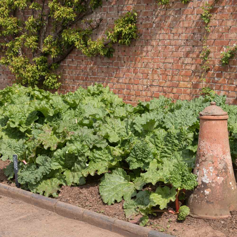 Victoria Rhubarb Plant