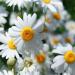 Roman Chamomile Herb Seed