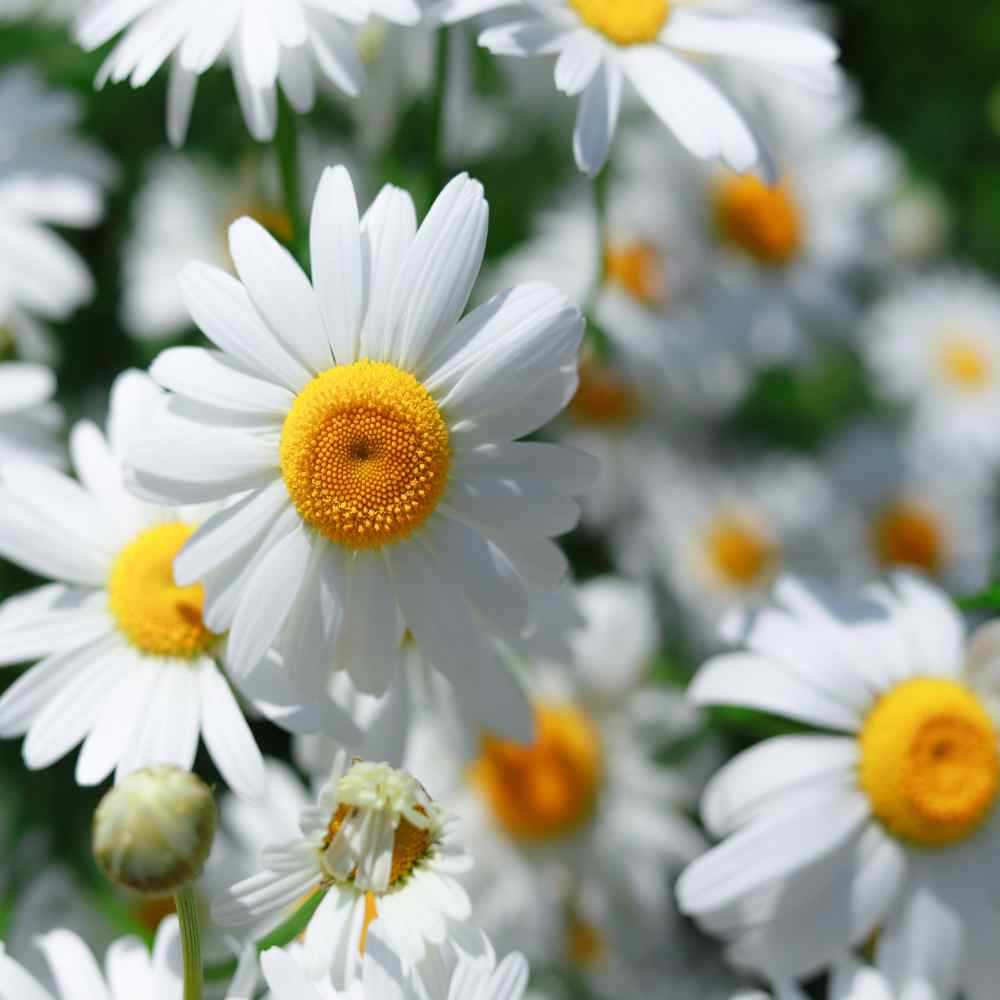 SCARBOROUGH SEEDS ROMAN CHAMOMILE 1000 SEEDS GROUNDCOVER EDIBLE LANDSCAPING LAWN 