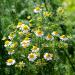 chamomile flowers