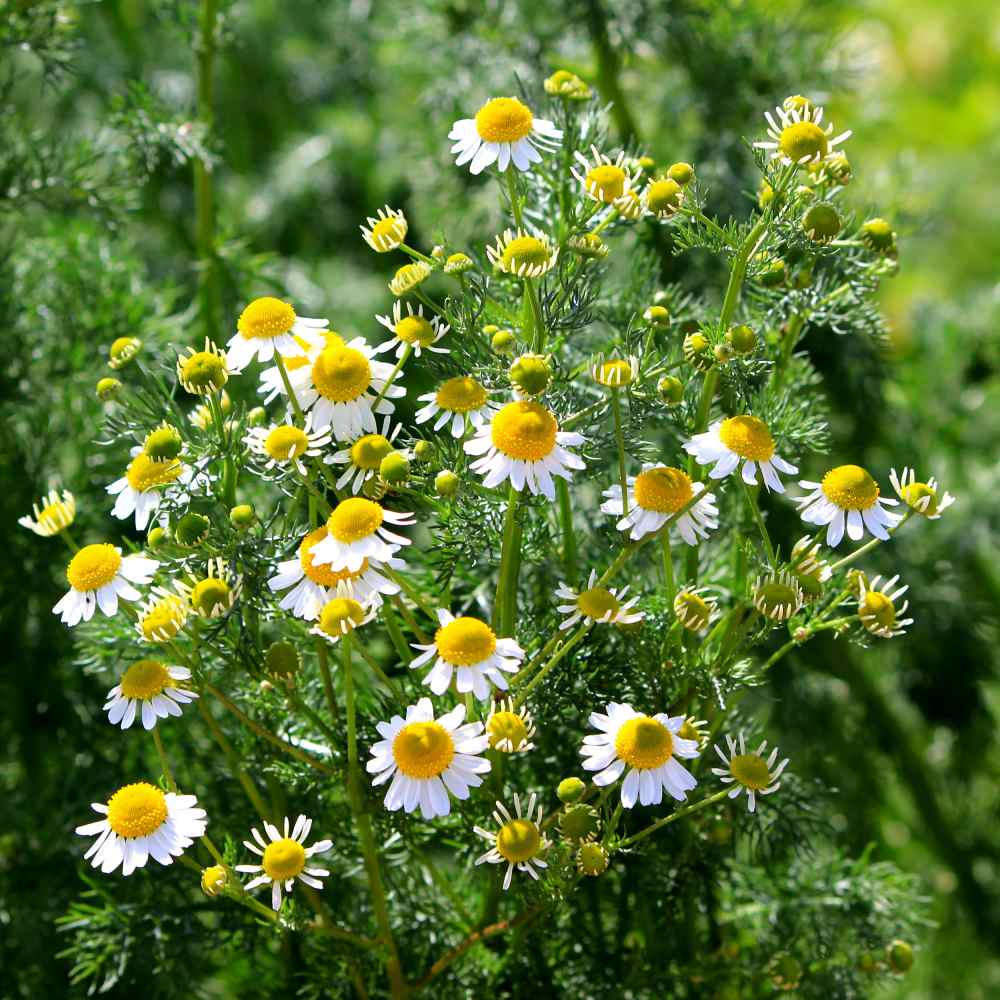 Chamomile Seed Roman Chamomile Herb Seeds