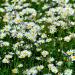 Roman Chamomile Flowers