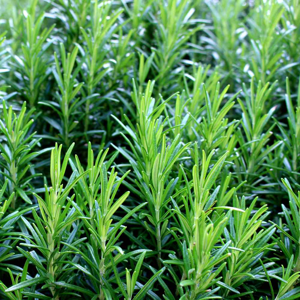 Rosemary Seeds