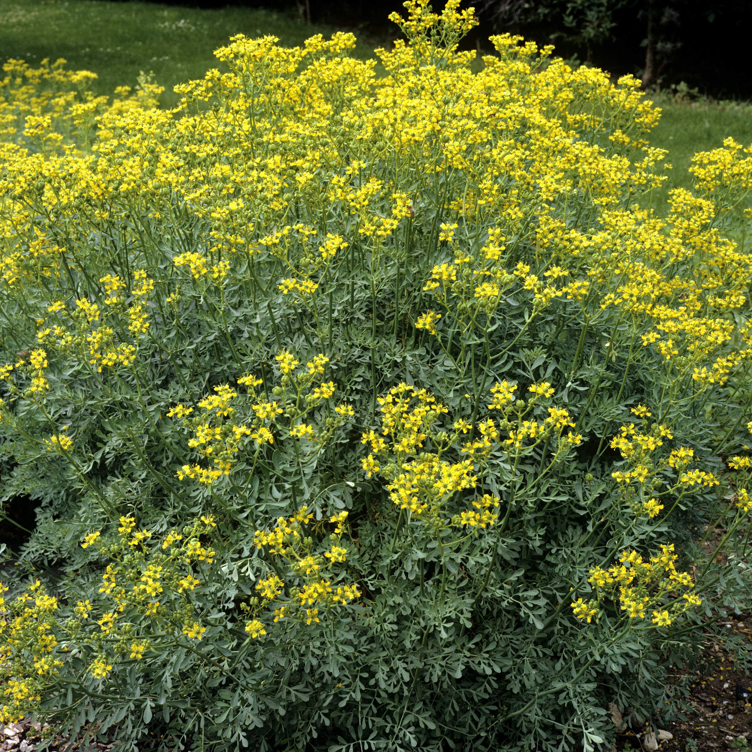 Rue Herb Bulk Seed