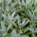 Sage Herb Flowers