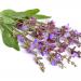 Dried Sage Flowers