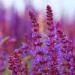 Sage Herb Plants