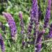 Salvia Officinalis Plant