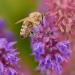 Bee On Salvia Officinalis Flowers