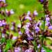 Pollinator On Salvia Officinalis Flowers