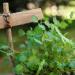 Salad Burnet Plants