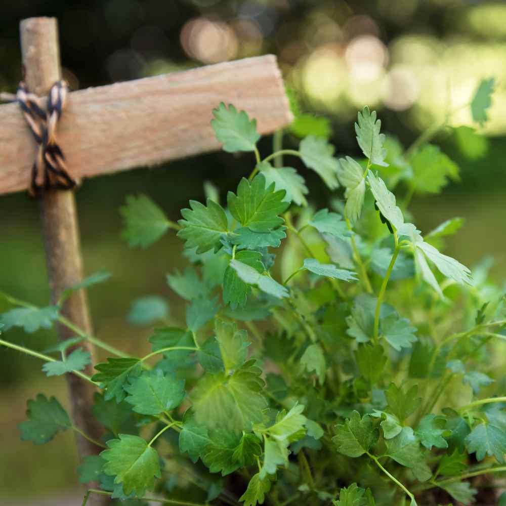 Salad Burnet Plants For Sale, Songuisorba Minor