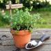 Salad Burnet Container Plant