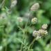 Burnet Salad Leaves