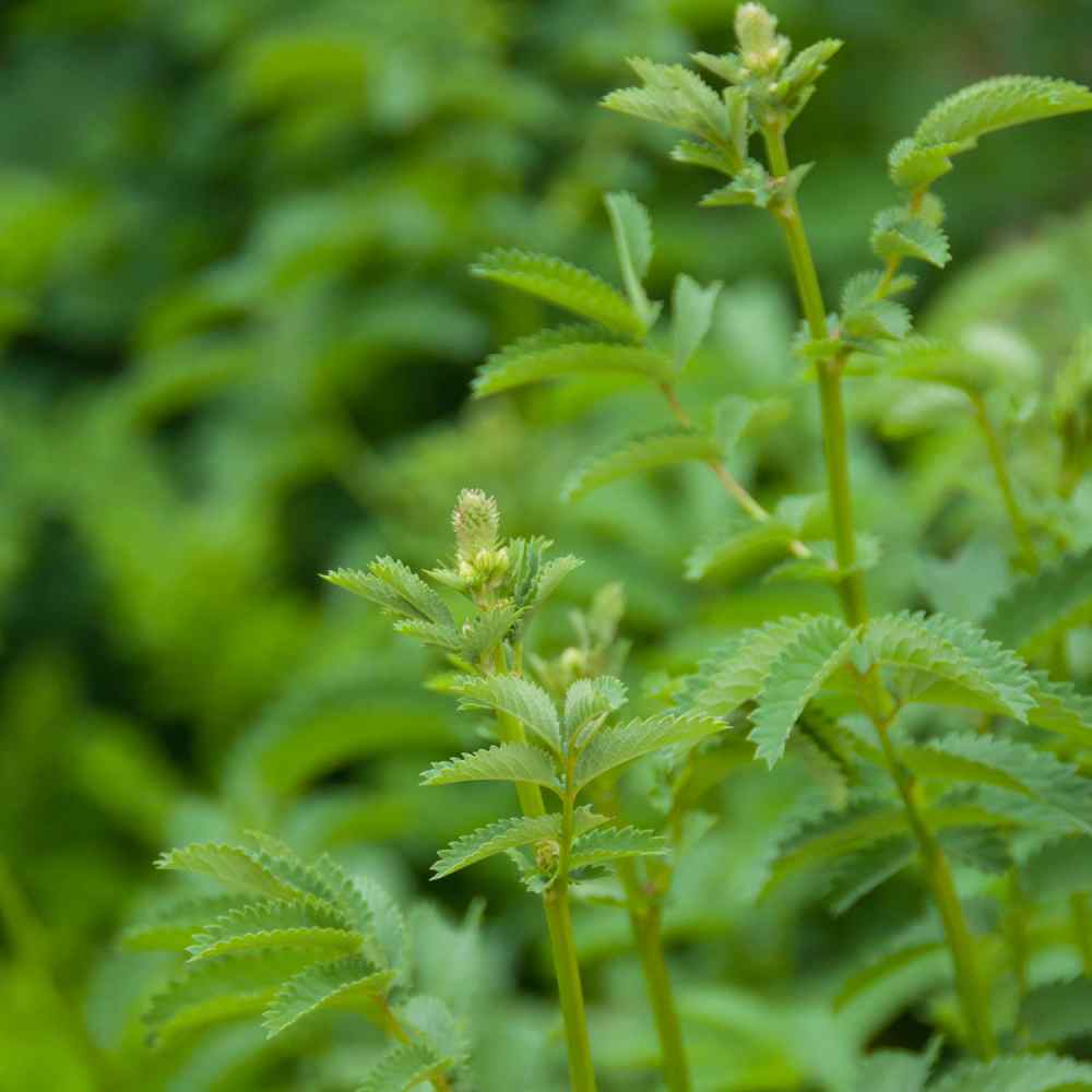 Decorative Garden Herb