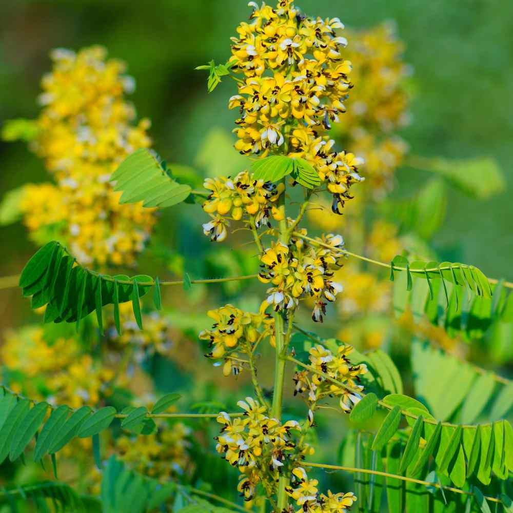 Native Garden Herb